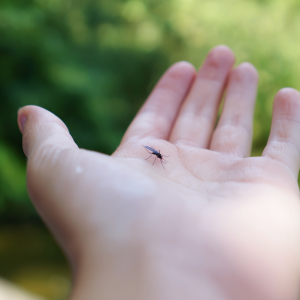 Ugryzienie meszki – objawy, domowe sposoby i co robić przy opuchliźnie